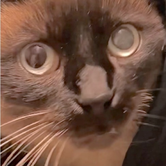 Meet your Posher, Eve - Picture 1 of 1